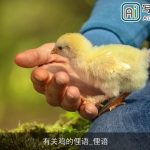 有关鸡的俚语_俚语