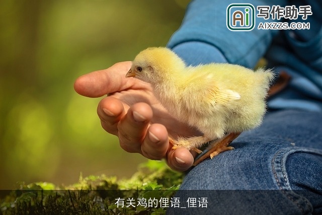 有关鸡的俚语_俚语