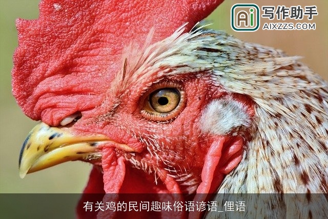 有关鸡的民间趣味俗语谚语_俚语