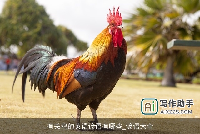 有关鸡的英语谚语有哪些_谚语大全