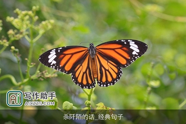 杀阡陌的话_经典句子