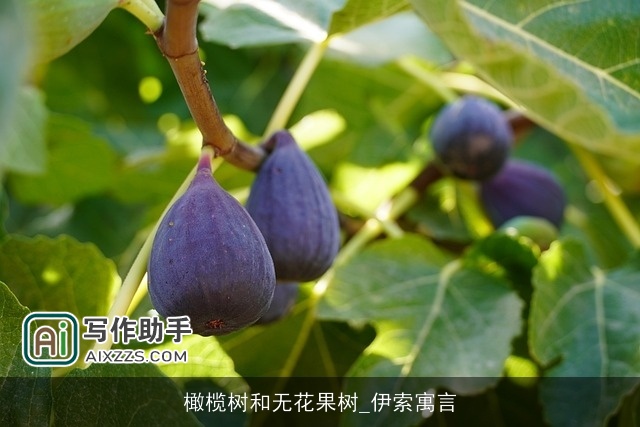 橄榄树和无花果树_伊索寓言