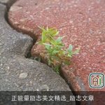 正能量励志美文精选_励志文章