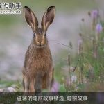温馨的睡前故事精选_睡前故事