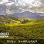 激励短信  泡一杯茶_鼓励的话