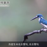 热爱生命名言警句_名言警句