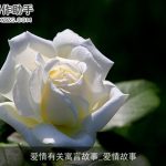 爱情有关寓言故事_爱情故事