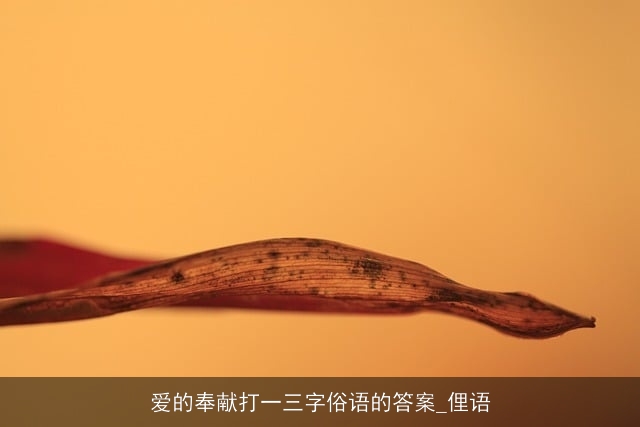 爱的奉献打一三字俗语的答案_俚语
