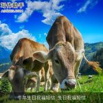 牛年生日祝福短信_生日祝福短信