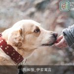 狗和狼_伊索寓言