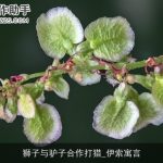 狮子与驴子合作打猎_伊索寓言