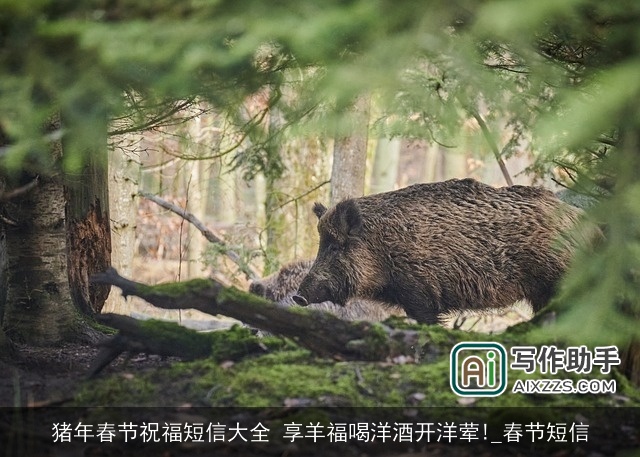 猪年春节祝福短信大全 享羊福喝洋酒开洋荤!_春节短信