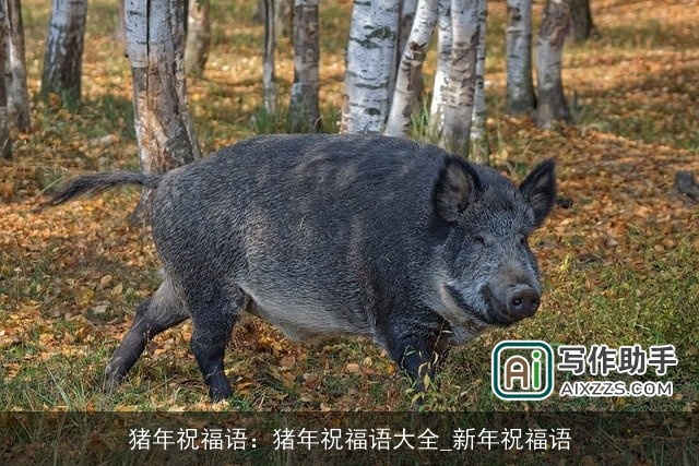 猪年祝福语：猪年祝福语大全_新年祝福语