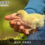 猫和鸡_伊索寓言