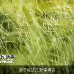 猴子与骆驼_伊索寓言