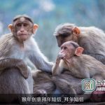 猴年创意拜年短信_拜年短信