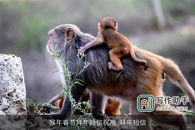 猴年春节拜年短信祝福_拜年短信