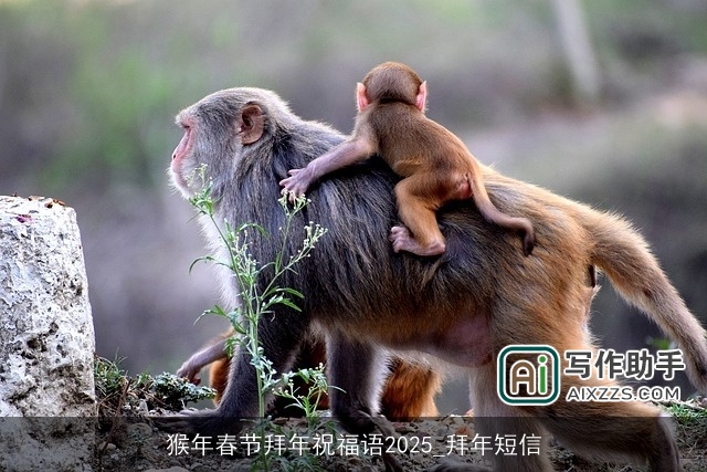 猴年春节拜年祝福语2025_拜年短信