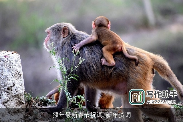猴年最新春节祝词_新年贺词