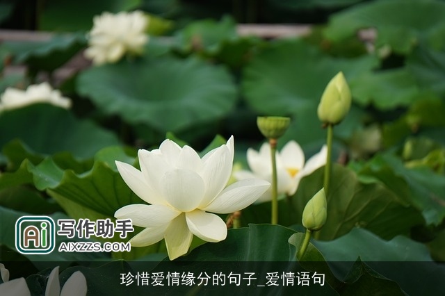 珍惜爱情缘分的句子_爱情语句