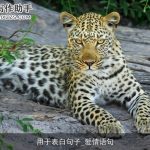 用于表白句子_爱情语句