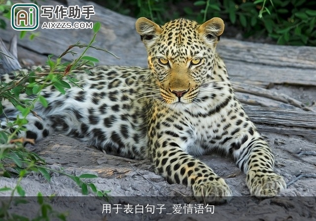 用于表白句子_爱情语句