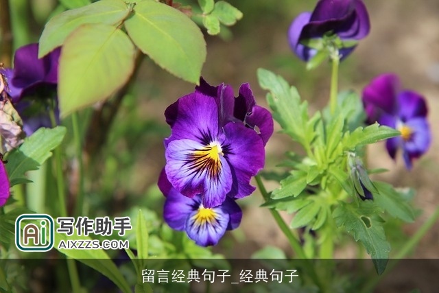 留言经典句子_经典句子