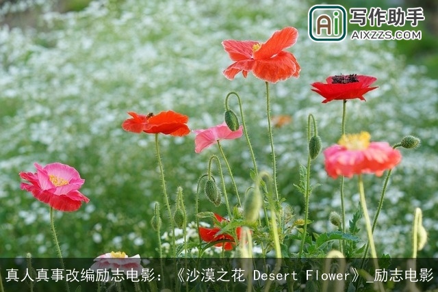 真人真事改编励志电影：《沙漠之花 Desert Flower》_励志电影