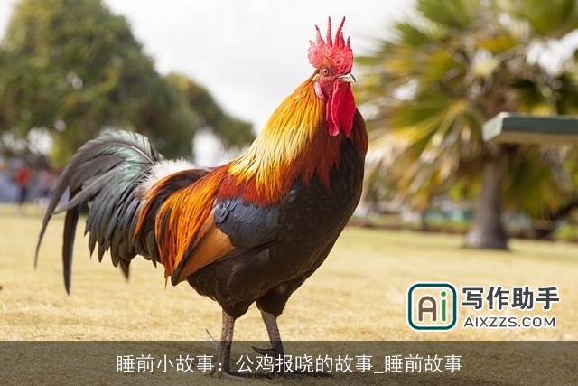 睡前小故事：公鸡报晓的故事_睡前故事
