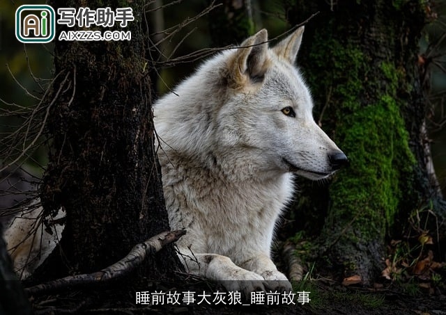 睡前故事大灰狼_睡前故事