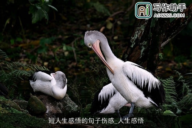 短人生感悟的句子伤感_人生感悟