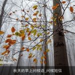 秋天的早上问候语_问候短信