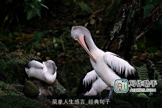 简单人生感言_经典句子