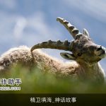 精卫填海_神话故事