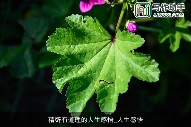 精辟有道理的人生感悟_人生感悟