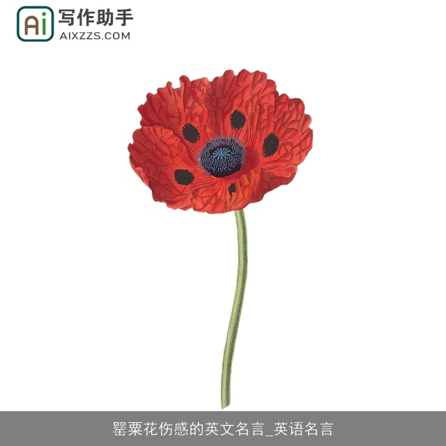 罂粟花伤感的英文名言_英语名言