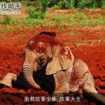 胎教故事全集_故事大全