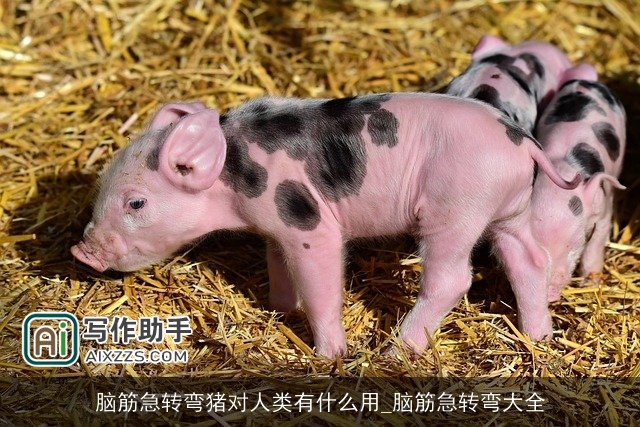 脑筋急转弯猪对人类有什么用_脑筋急转弯大全