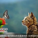 脑筋急转弯：岳飞背山的字是谁刺的_经典脑筋急转弯