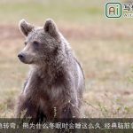 脑筋急转弯：熊为什么冬眠时会睡这么久_经典脑筋急转弯
