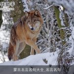 蒙古名言名句大全_名言名句