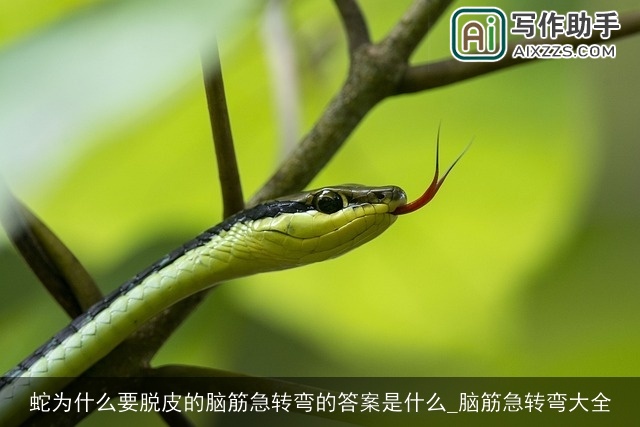 蛇为什么要脱皮的脑筋急转弯的答案是什么_脑筋急转弯大全