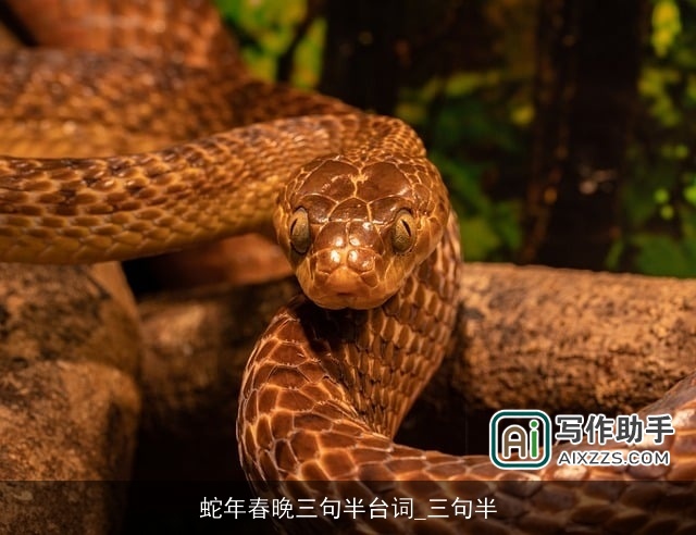 蛇年春晚三句半台词_三句半