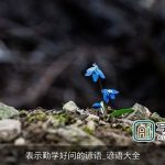表示勤学好问的谚语_谚语大全