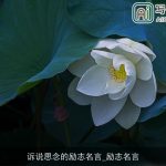 诉说思念的励志名言_励志名言