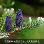 赞美松树的名言汇总_名人名言精选