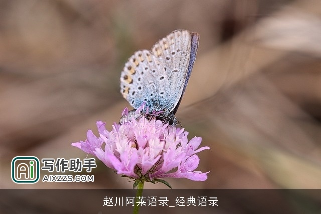 赵川阿莱语录_经典语录