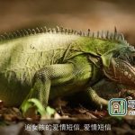 追女孩的爱情短信_爱情短信