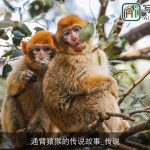 通臂猿猴的传说故事_传说