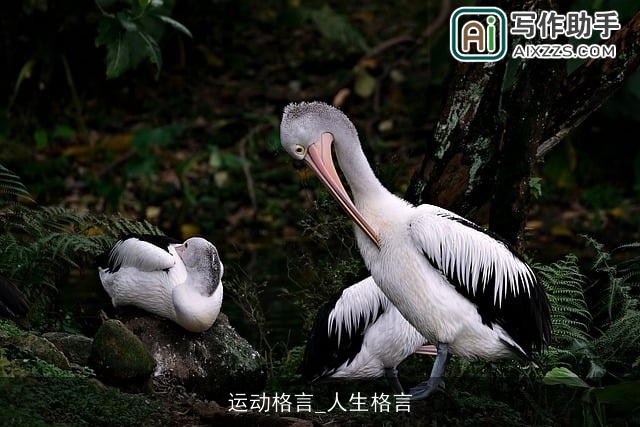 运动格言_人生格言